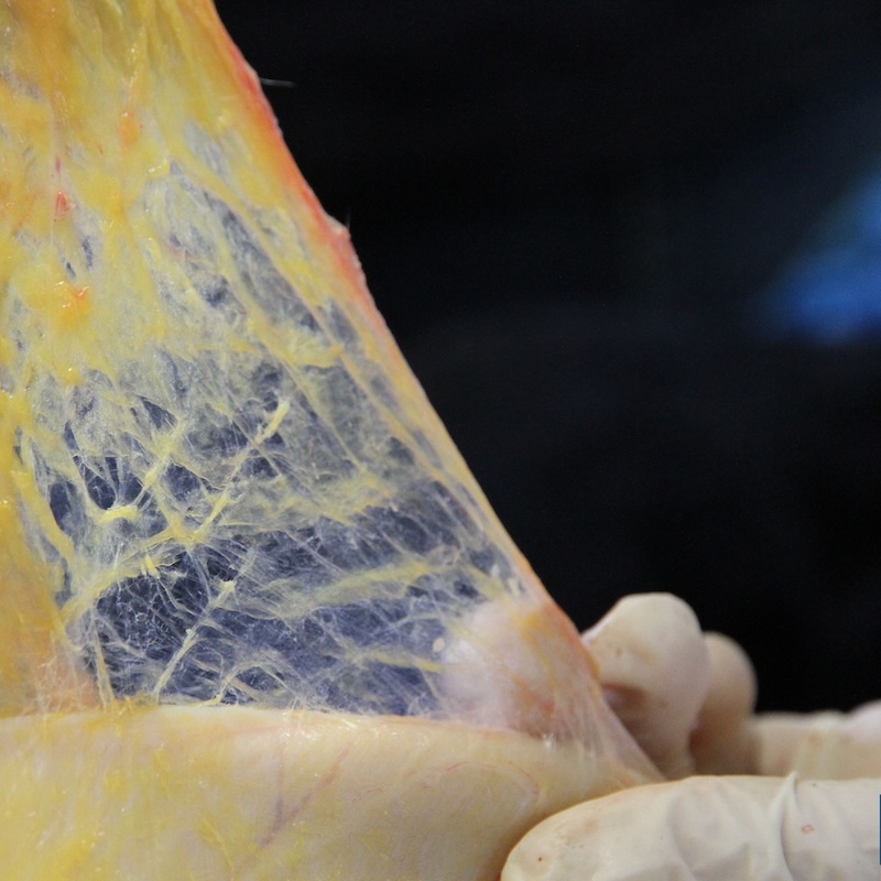 fascia, fascia release, cursusdag, paard, Zefanja Vermeulen, equinestudies