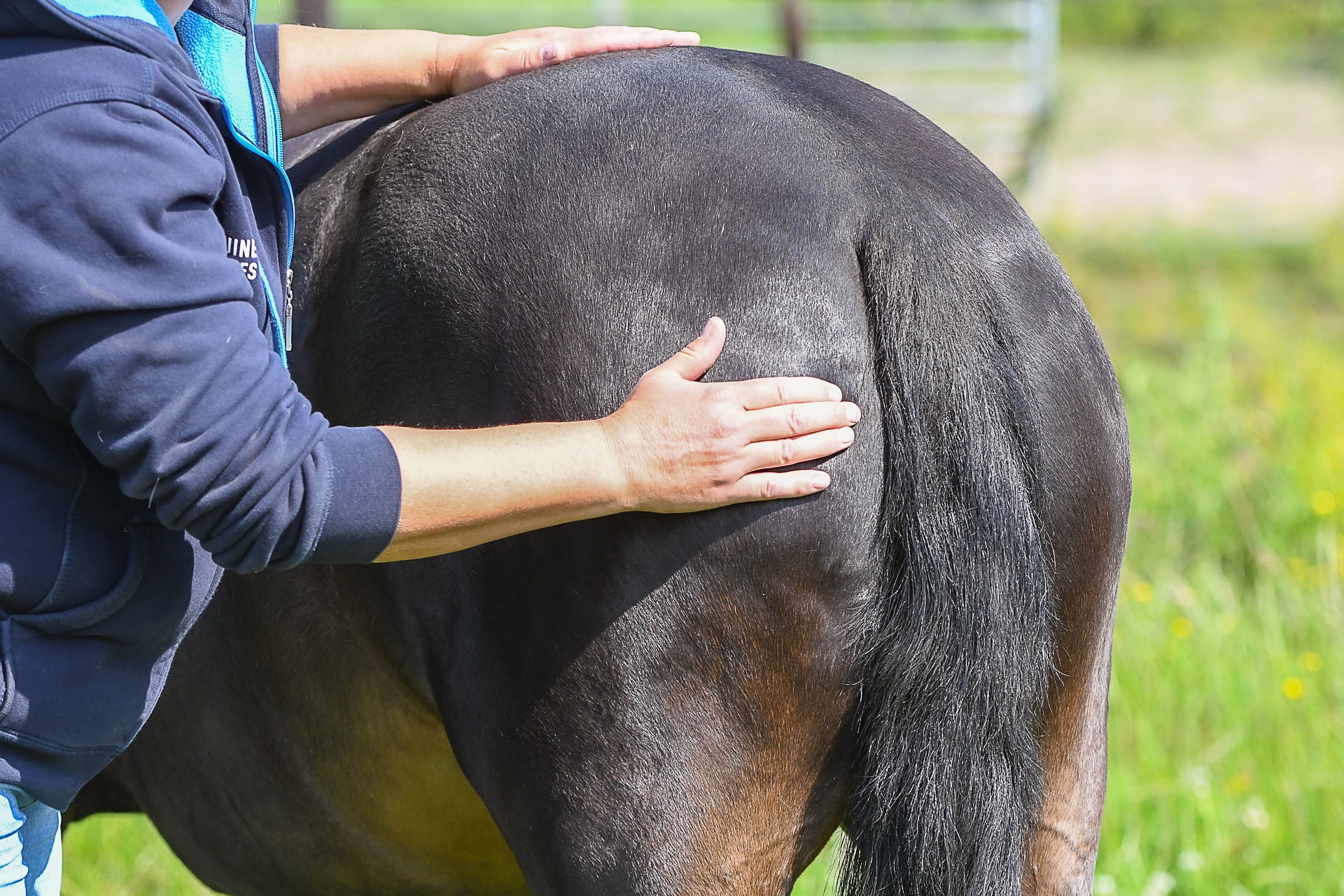 Fascia-release, dagcursus, equinestudies, zefanja vermeulen