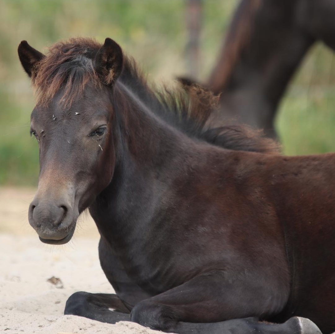 Online cursus, paardencursus, paardenanatomie, paardenbiomechanica, zefanja vermeulen, observeer je paard, rusten