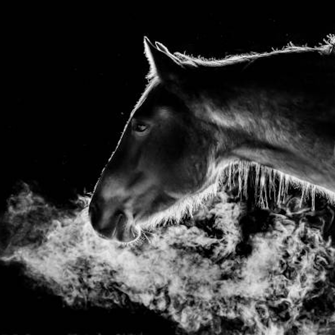 breathwork, horse, thirza hendriks, breathing horse, functional horse trainer