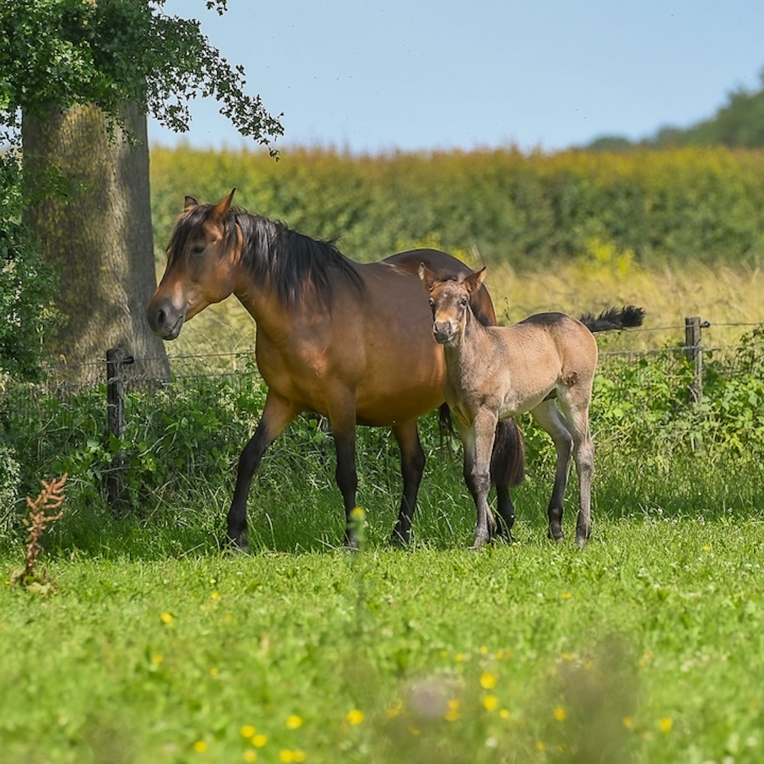 Bosnian mountain horse, paardenras, zefanja vermeulen, equinestudies,