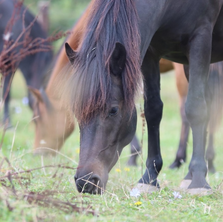 Bosnian mountain horse, paardenras, zefanja vermeulen, equinestudies,