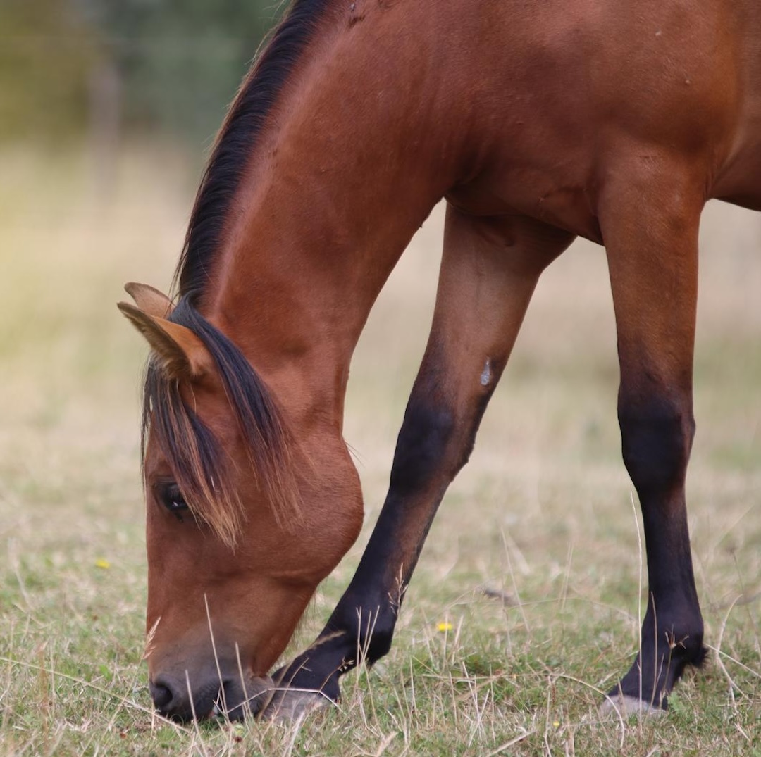 Online cursus, paardencursus, paardenanatomie, paardenbiomechanica, zefanja vermeulen, observeer je paard, eten