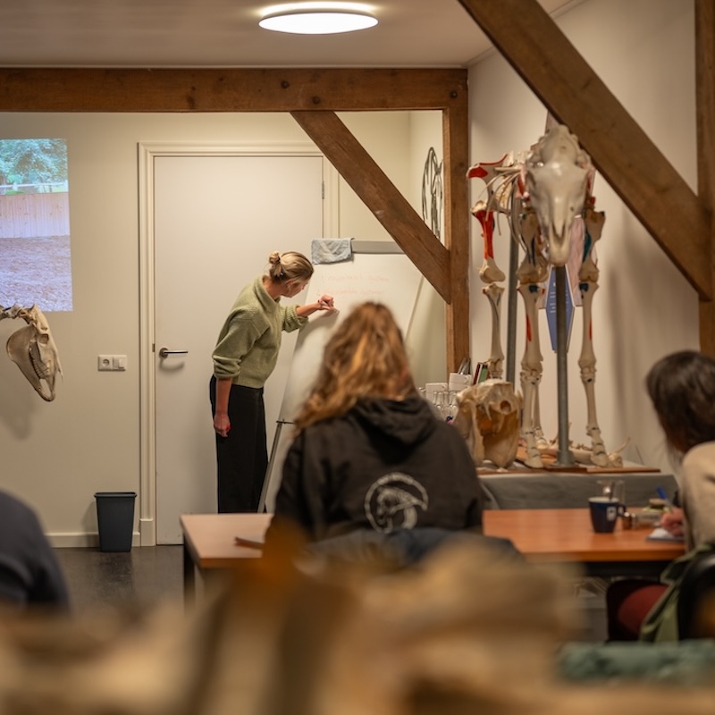 trainingsplan, thirza hendriks, biomechanica, revalidatie, paard, anatomie, dagcursus