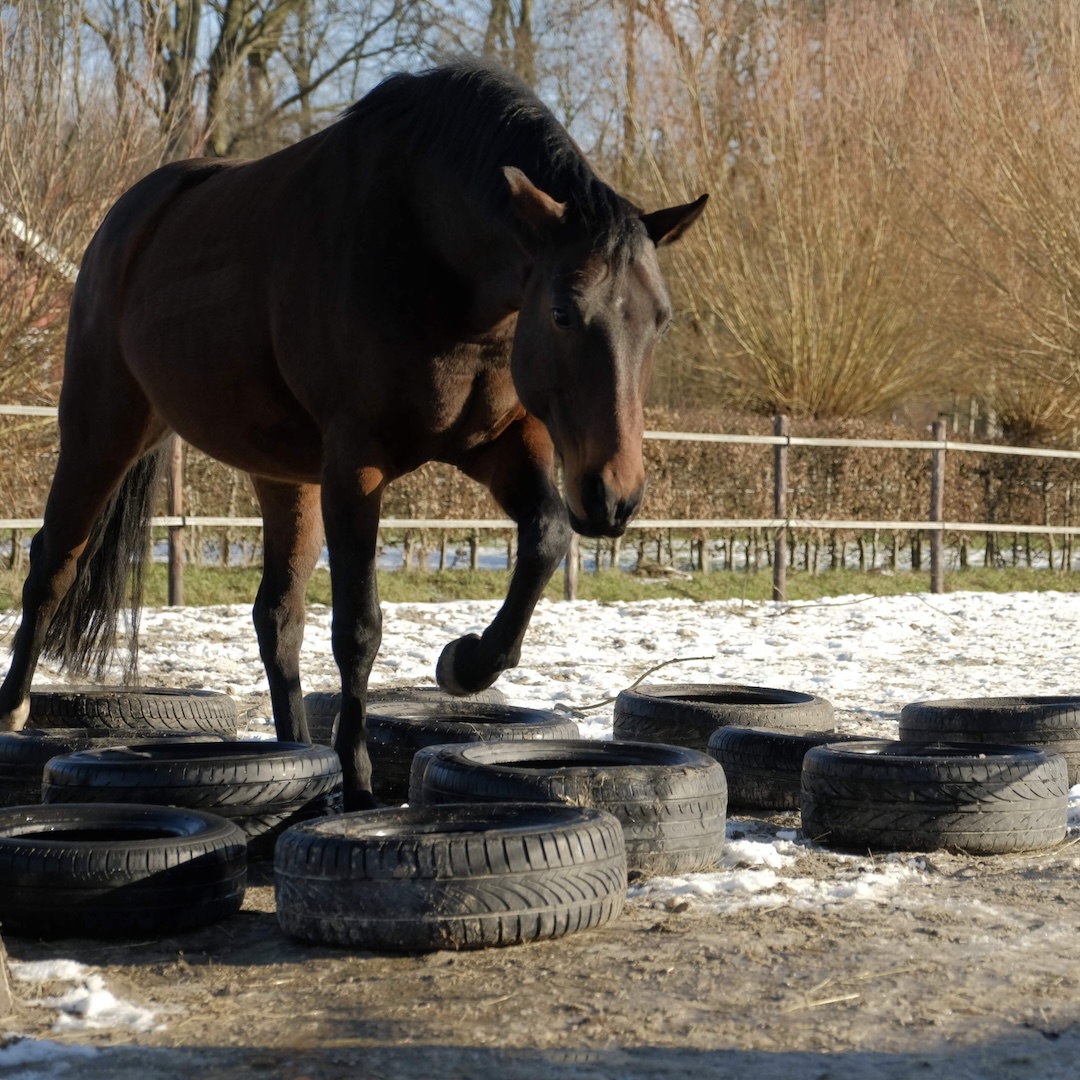 Passive physio, tamara dorresteijn, autobanden, paddock paradise, paardenlichaam, paardencursus
