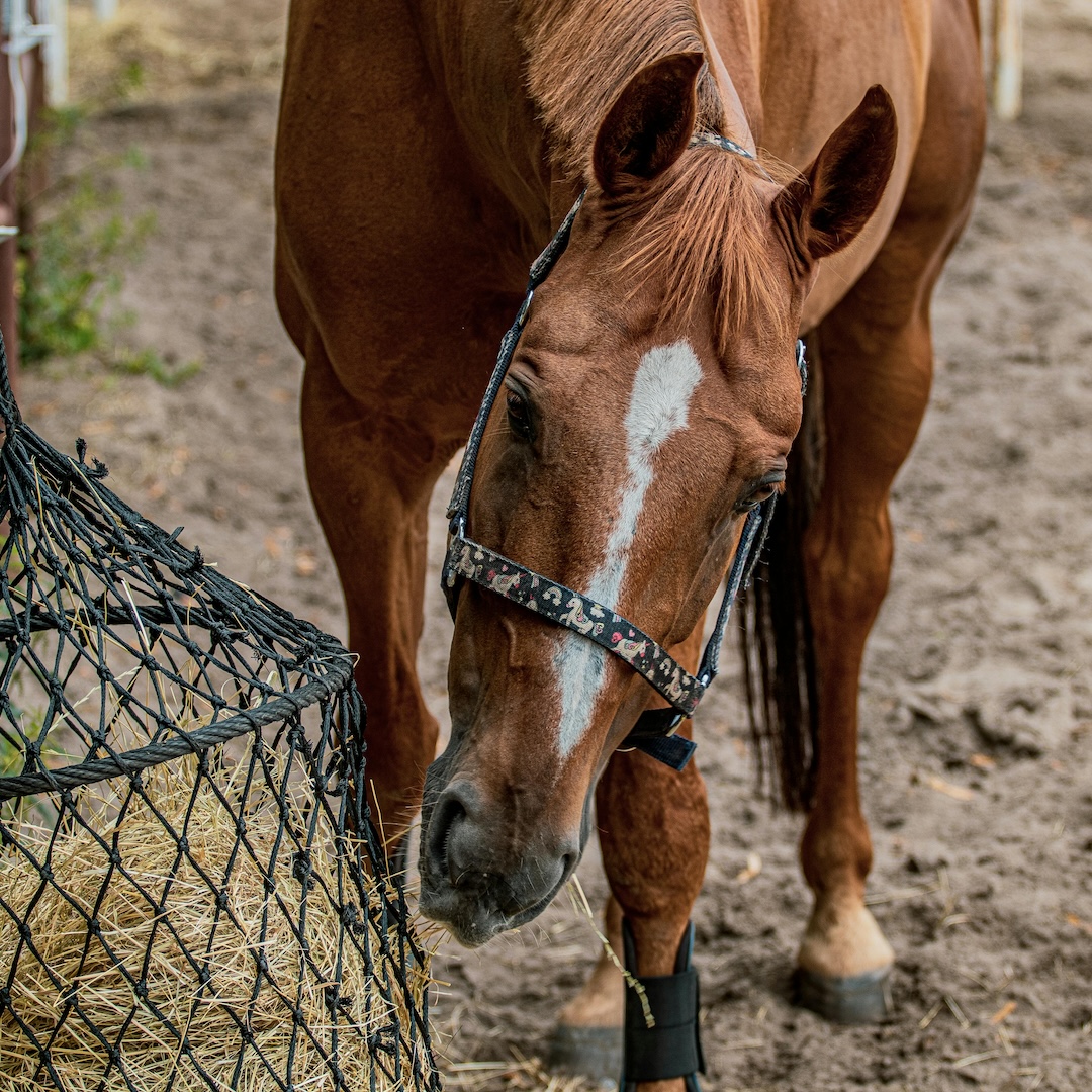 Passive physio, tamara dorresteijn, autobanden, paddock paradise, paardenlichaam, paardencursus, browsen, paardeneten