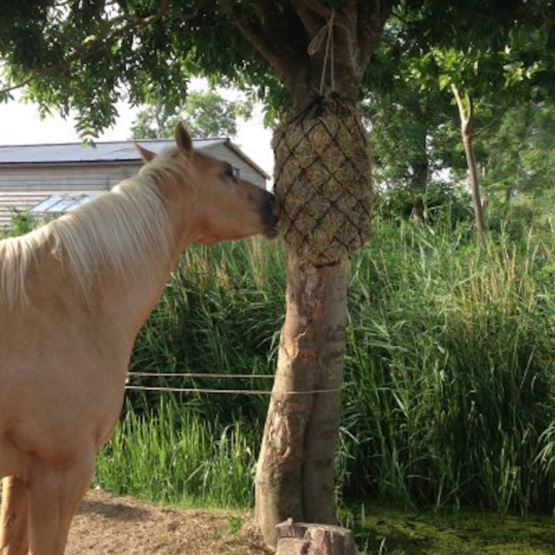 Passive physio, tamara dorresteijn, autobanden, paddock paradise, paardenlichaam, paardencursus, browsen, paardeneten, ruwvoer, hooinet, slowfeeder