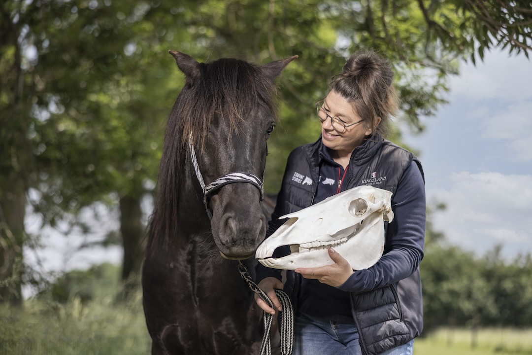 the horse inside out, online leerprogramma, zefanja vermeulen, dissectie paard, anatomie, biomechanica