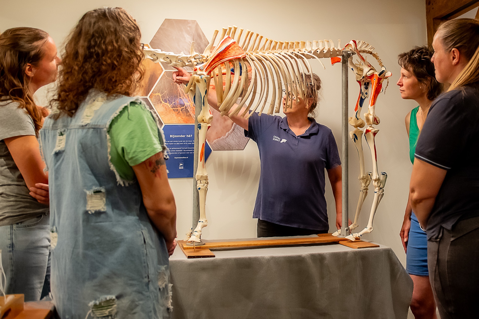 bewegingsanalist, mastery horse gait analysis, anatomie, biomechanica, zefanja vermeulen, equinestudies, paardenopleiding