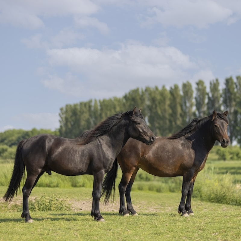 Bosnian mountain horse, paardenras, zefanja vermeulen, equinestudies,