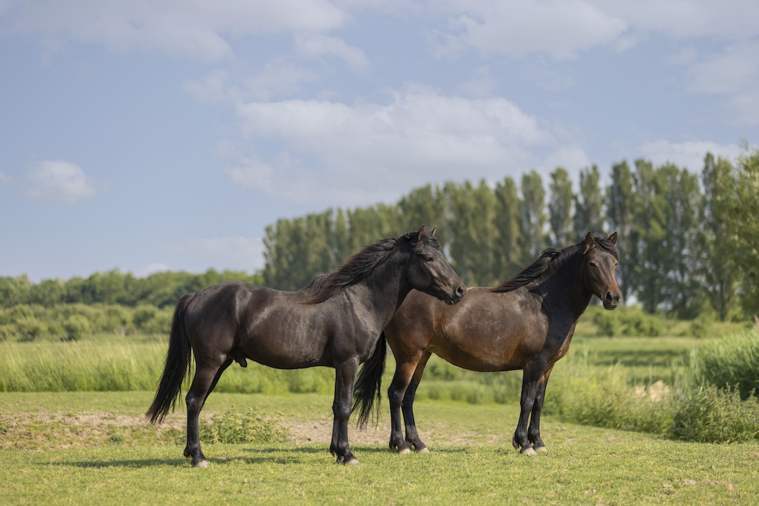 Bosnian mountain horse, paardenras, zefanja vermeulen, equinestudies,