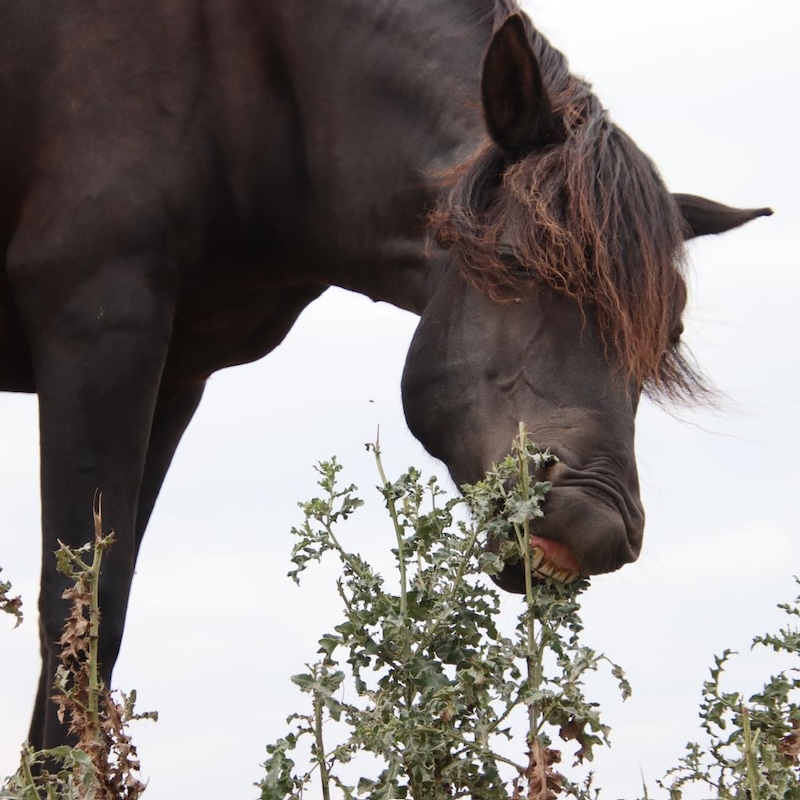 Passive physio, tamara dorresteijn, autobanden, paddock paradise, paardenlichaam, paardencursus, browsen, paardeneten