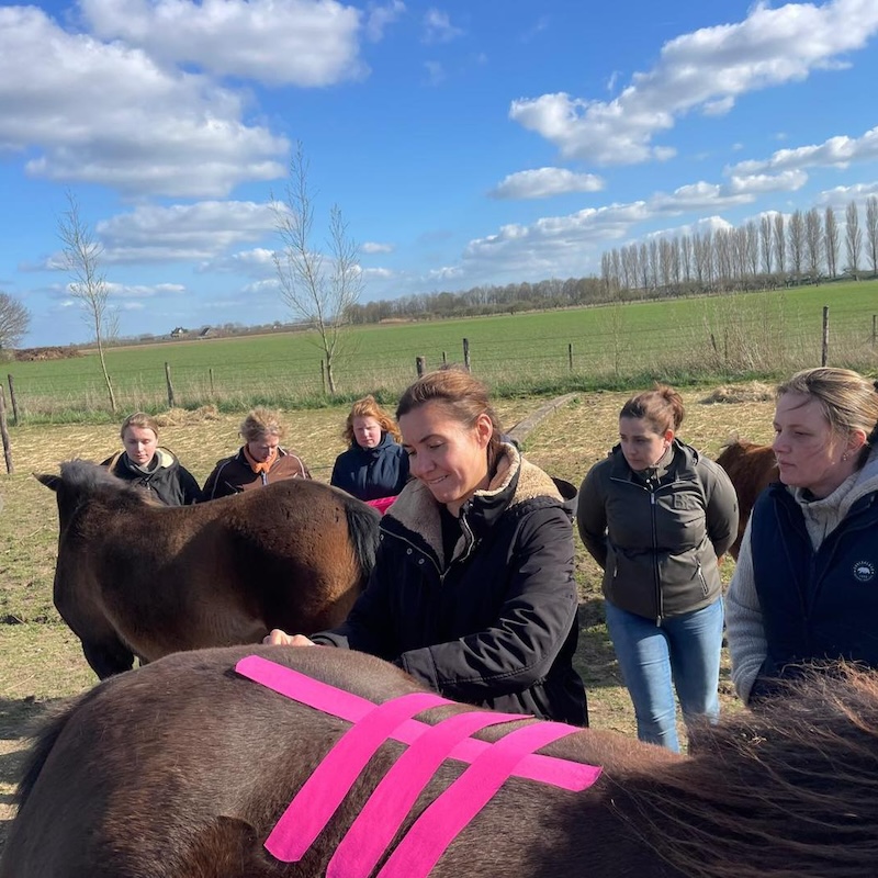 cursus taping, medical taping, paard, tape, stephanie van den bergh, equinestudies