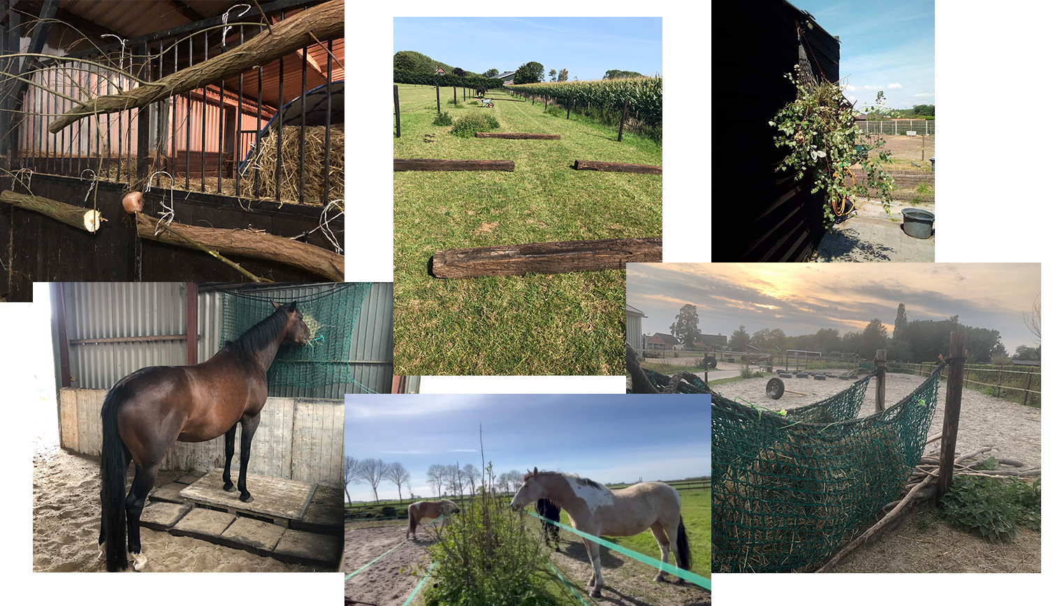 passive physio, passive physio, paard, tamara dorresteijn