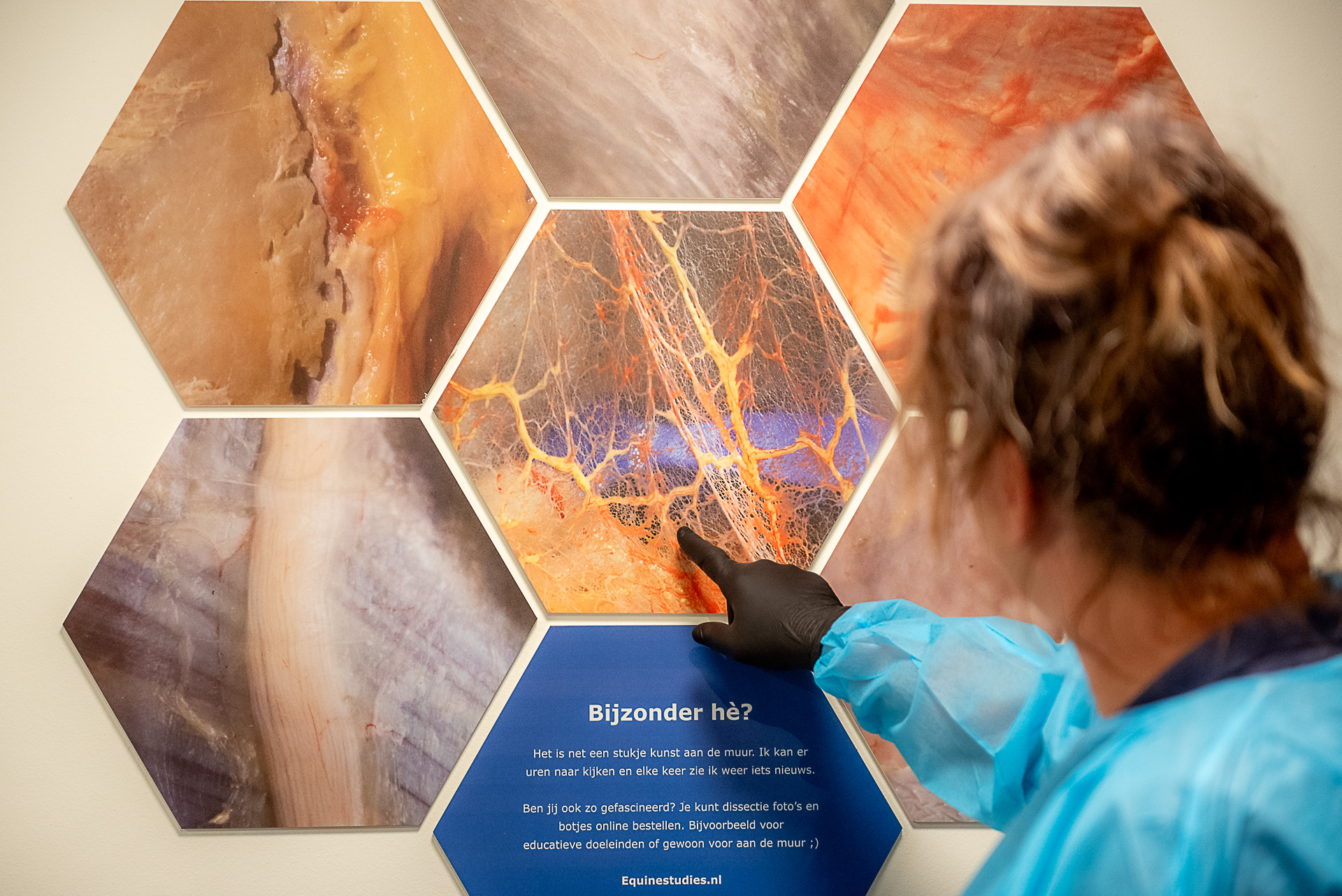 dissectie, paard, online, Zefanja vermeulen, anatomie, biomechanica