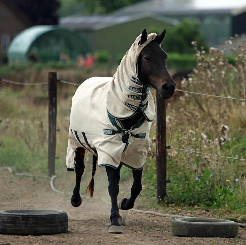 Passive physio, tamara dorresteijn, autobanden, paddock paradise, paardenlichaam, paardencursus, browsen, paddock paradise, ondergronden, autobanden