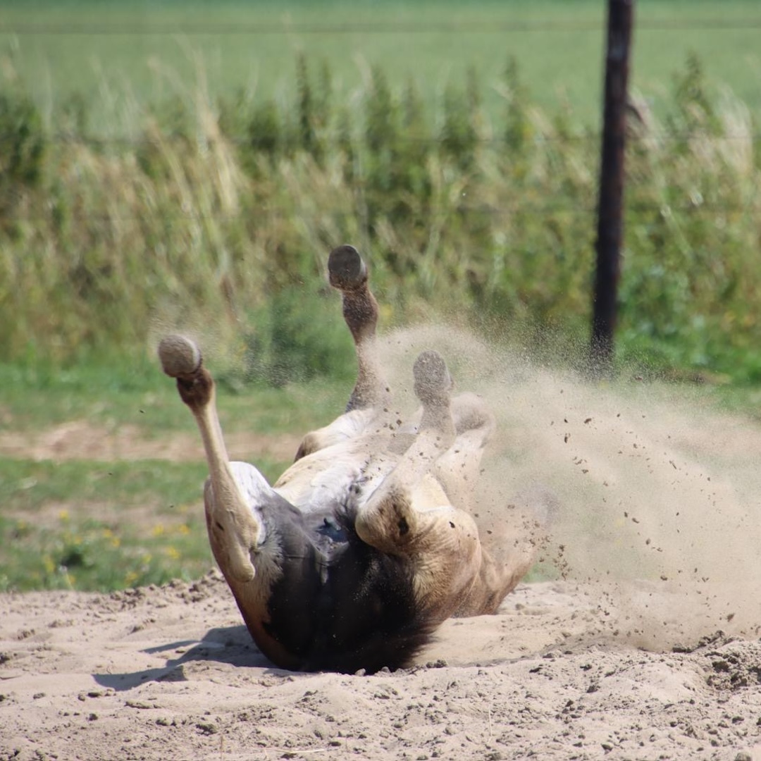 Online cursus, paardencursus, paardenanatomie, paardenbiomechanica, zefanja vermeulen, observeer je paard, rusten