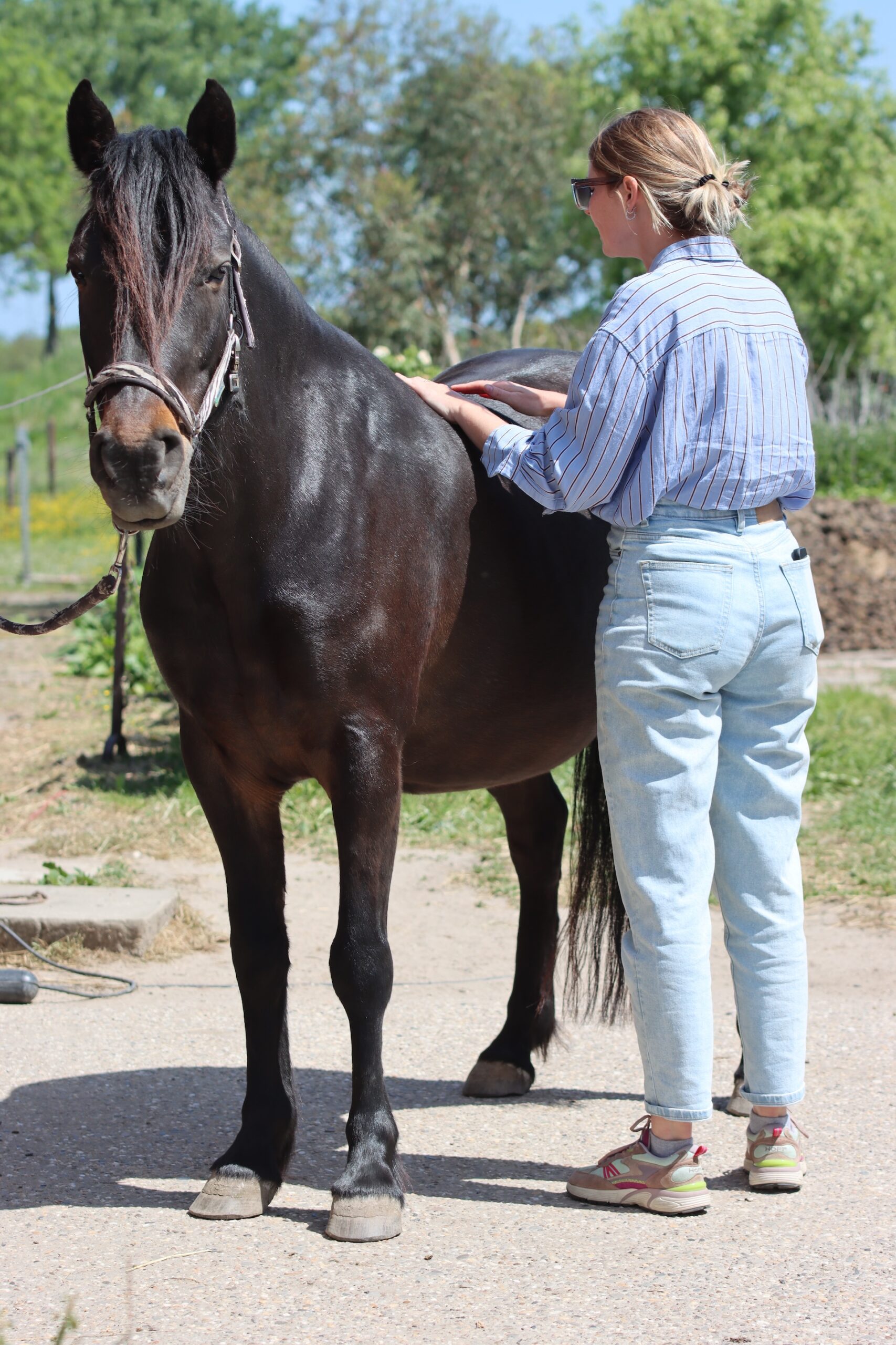 webinar, the horse inside out, paard, zefanja vermeulen, equinestudies, rugaandoening