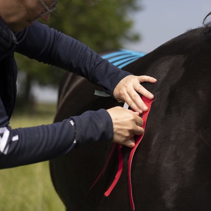 cursus taping, medical taping, paard, tape, stephanie van den bergh, equinestudies