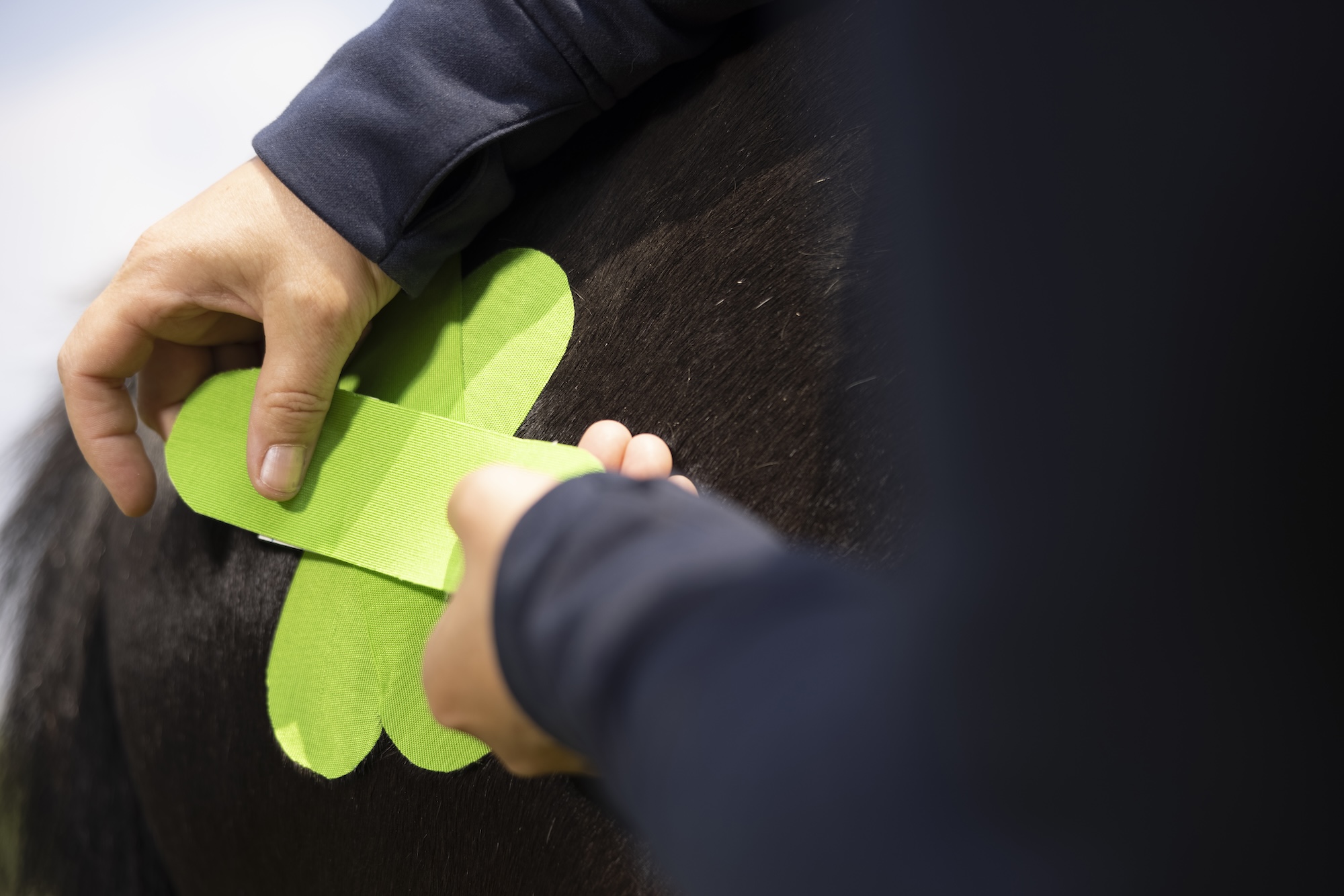 cursus taping, medical taping, paard, tape, stephanie van den bergh, equinestudies
