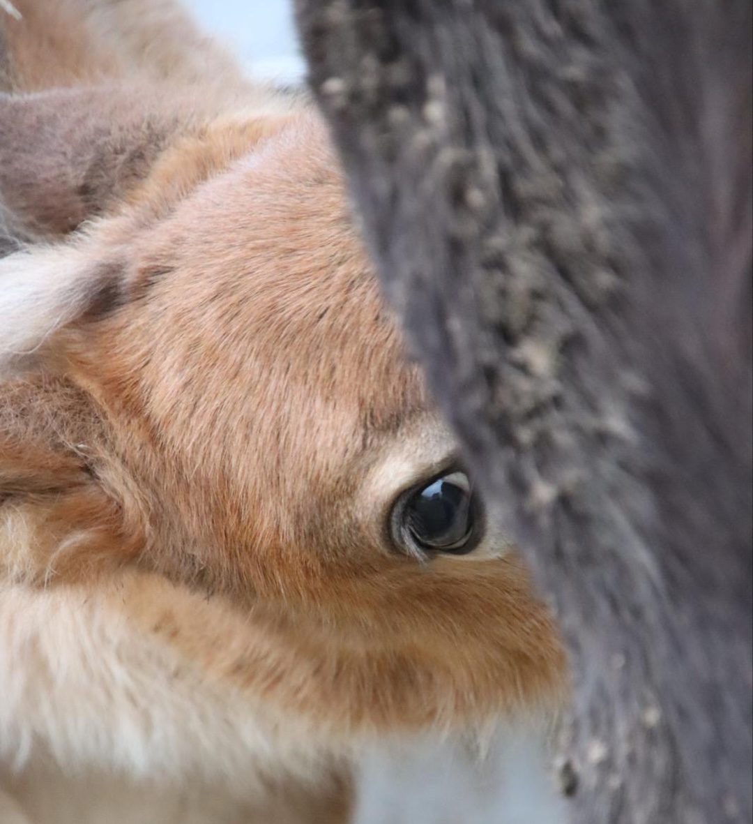 Online cursus, paardencursus, paardenanatomie, paardenbiomechanica, zefanja vermeulen, observeer je paard, eten