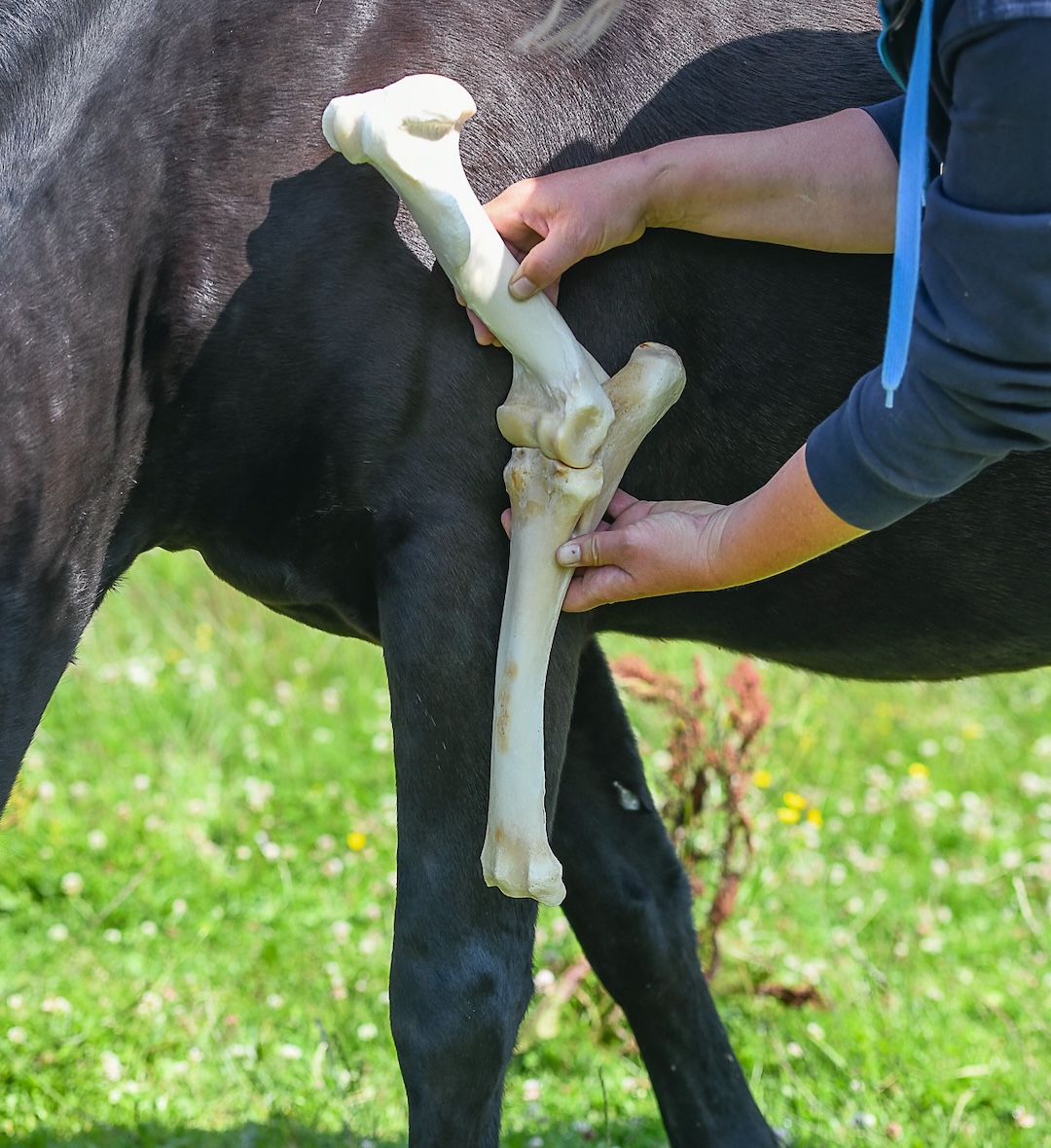 mastery horse gait analysis, equinestudies, zefanja vermeulen, beweging paard, paardenbot