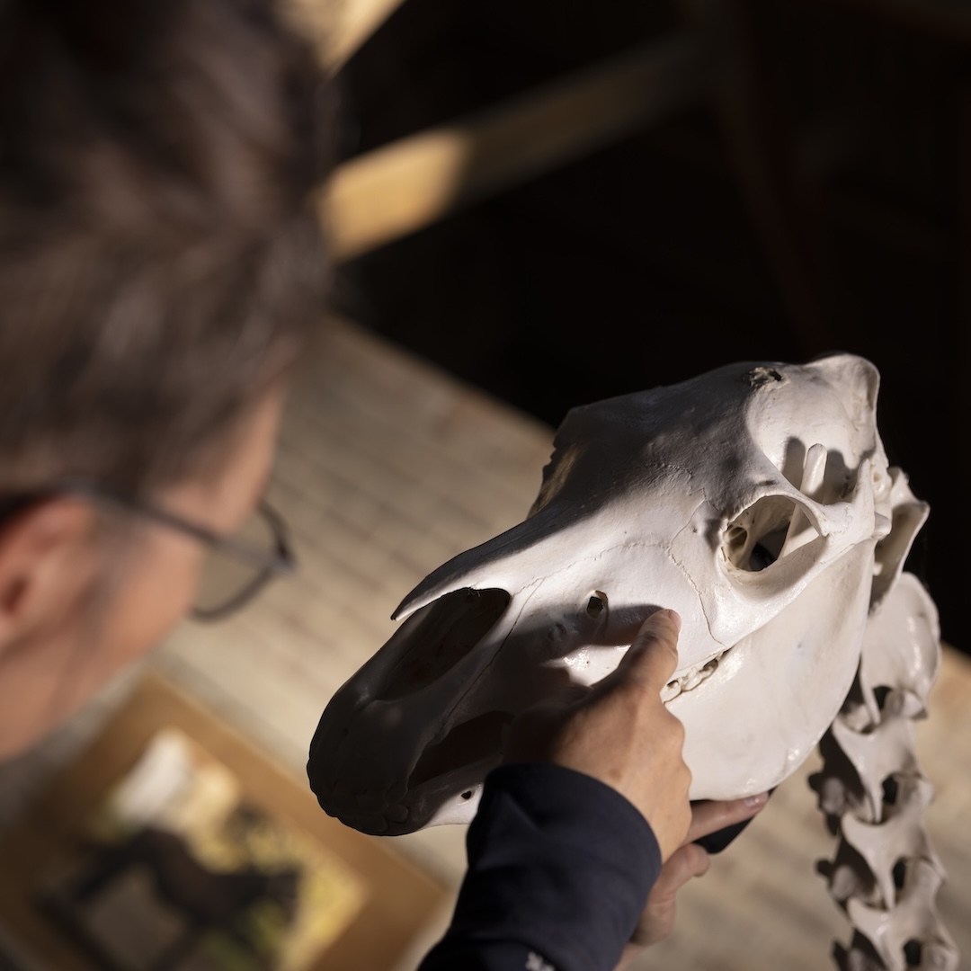 webinar, the horse inside out, paard, zefanja vermeulen, equinestudies, rugaandoening