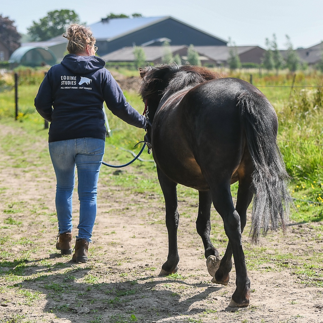 mastery horse gait analysis, equinestudies, zefanja vermeulen, beweging paard, paardenbot, fase 2