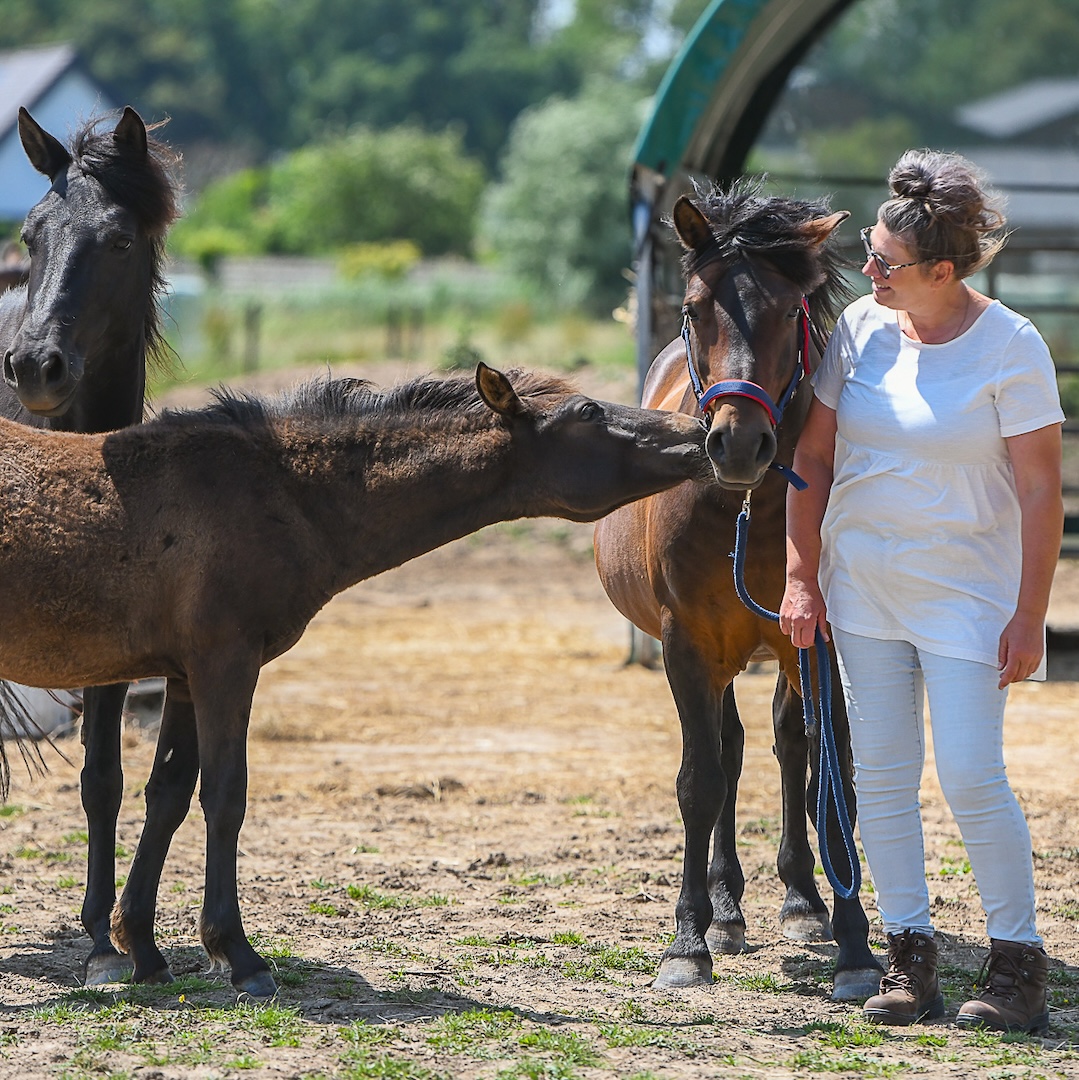 Online cursus, paardencursus, paardenanatomie, paardenbiomechanica, zefanja vermeulen, observeer je paard, eten