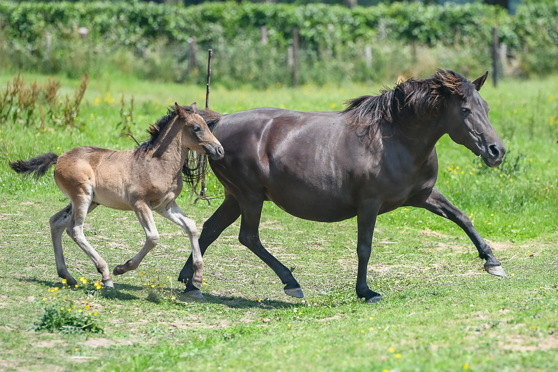 thio, the horse inside out, het gezonde paard, online platform