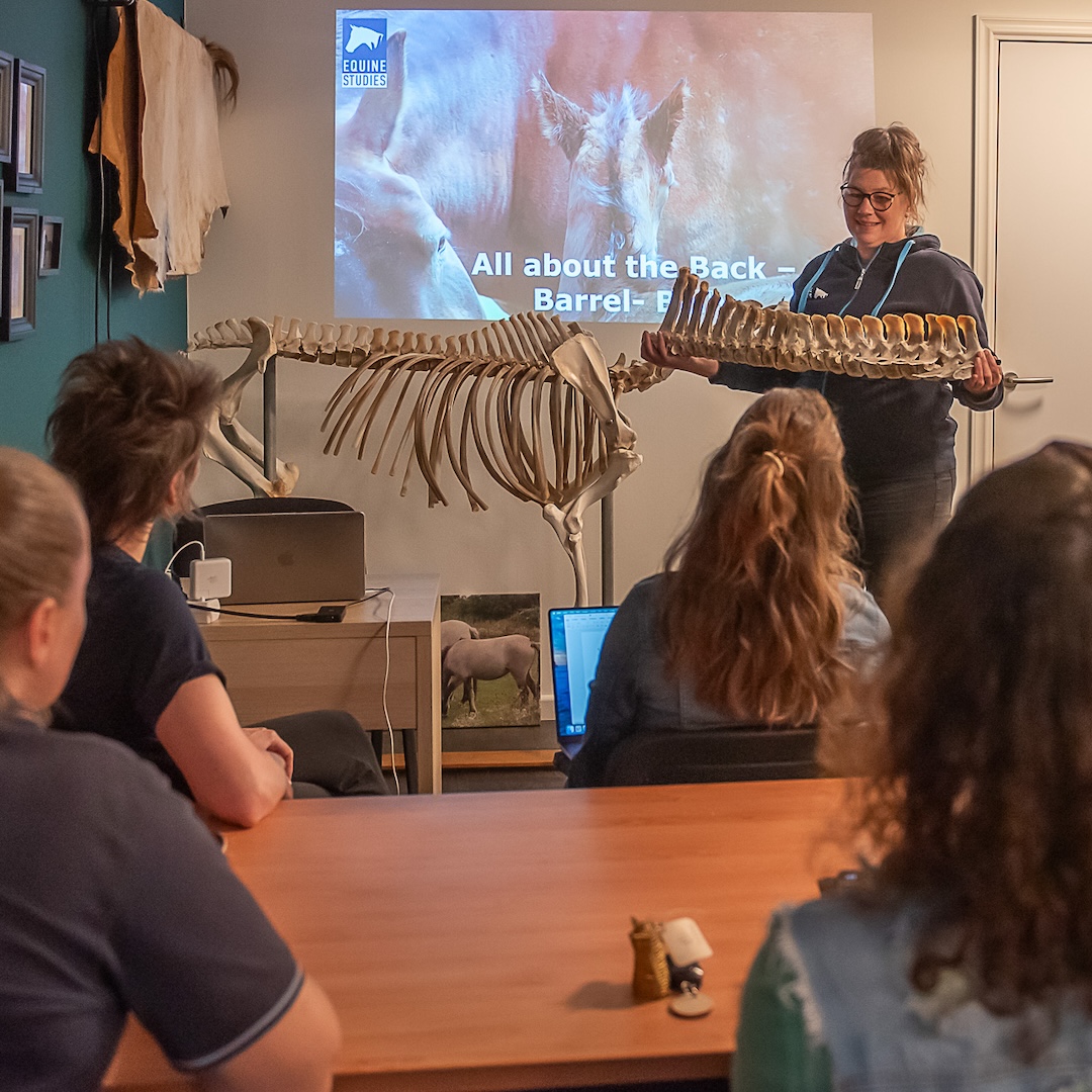 mastery horse gait analysis, equinestudies, zefanja vermeulen, beweging paard, palperen