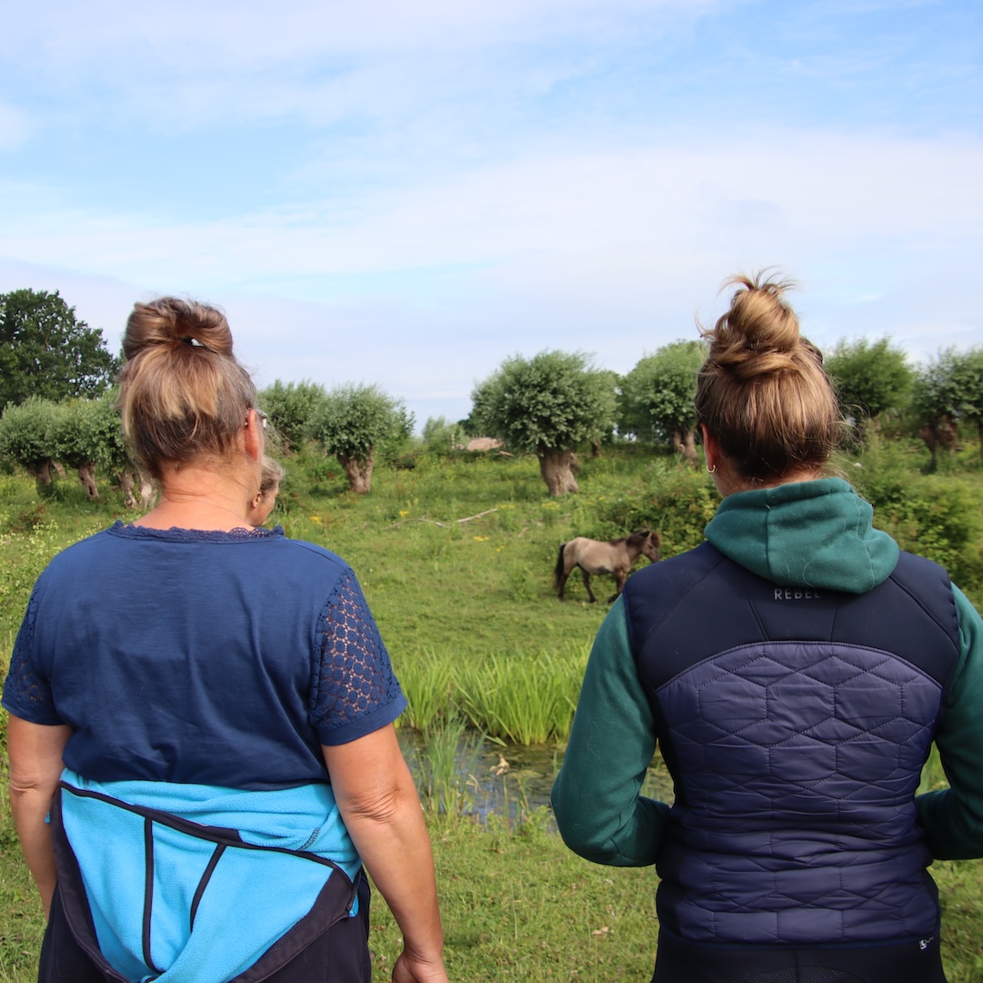 mastery horse gait analysis, equinestudies, zefanja vermeulen, beweging paard, paardenbot, konik paarden