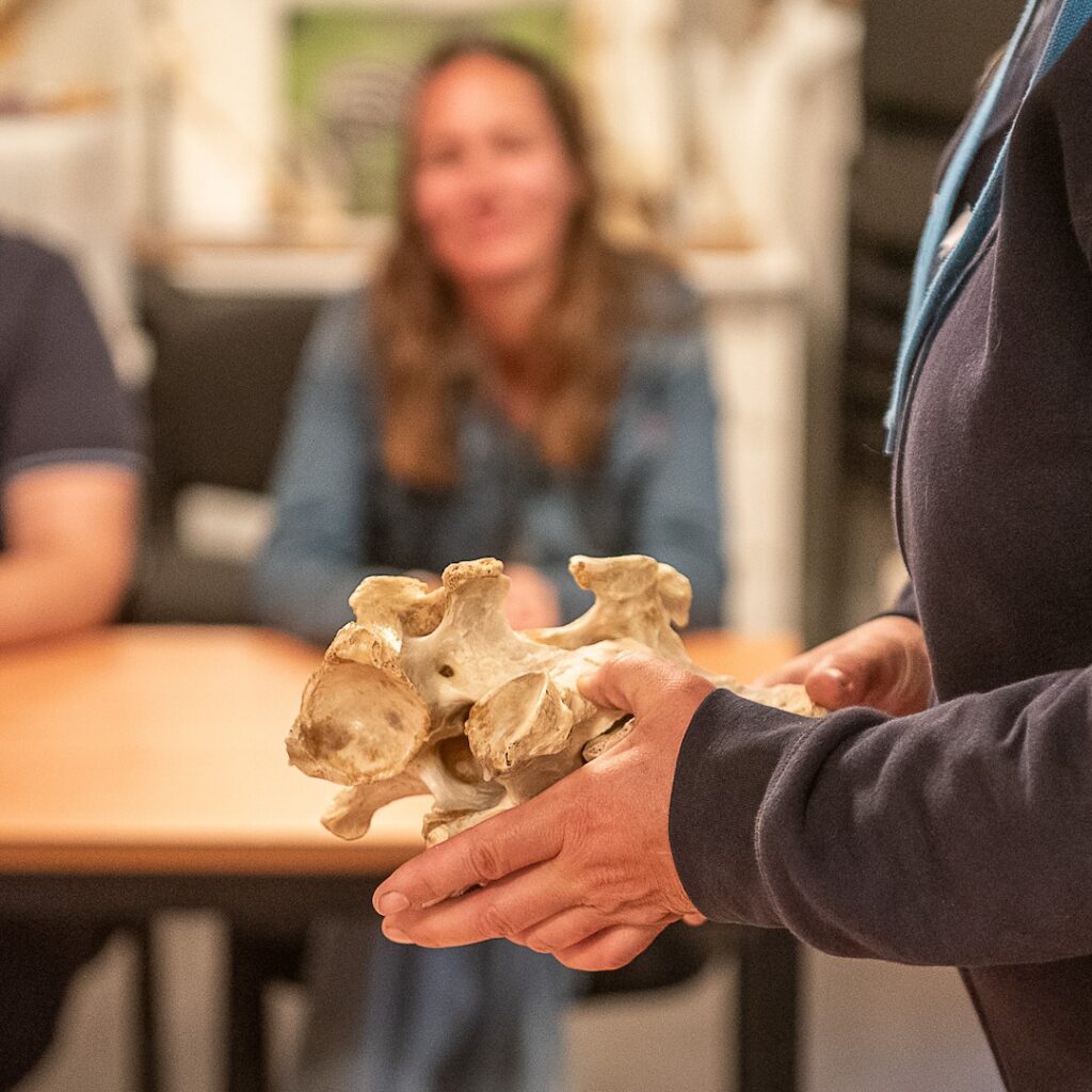 mastery horse gait analysis, equinestudies, zefanja vermeulen, beweging paard, palperen