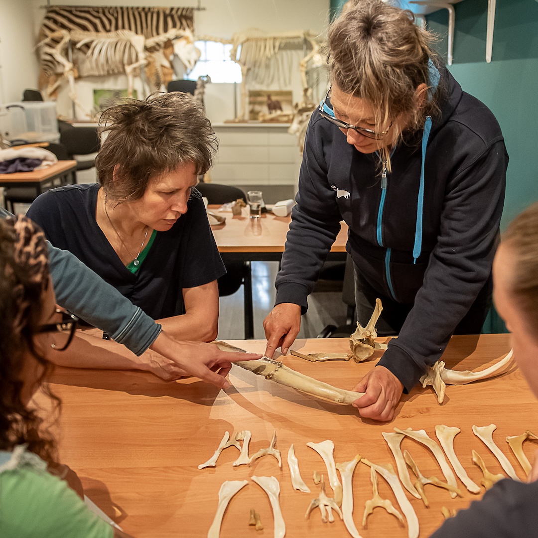 mastery horse gait analysis, equinestudies, zefanja vermeulen, beweging paard,