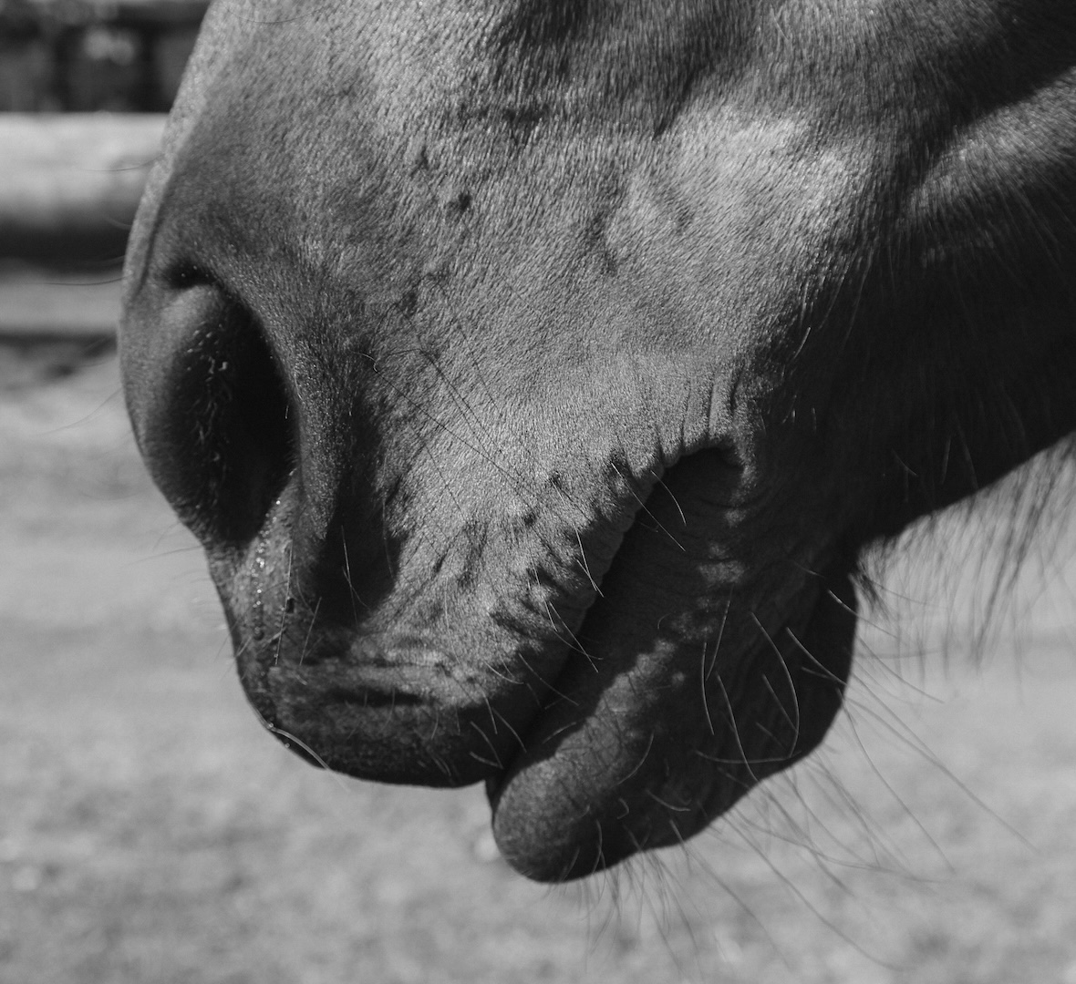 breathwork, horse, thirza hendriks, breathing horse, functional horse trainer