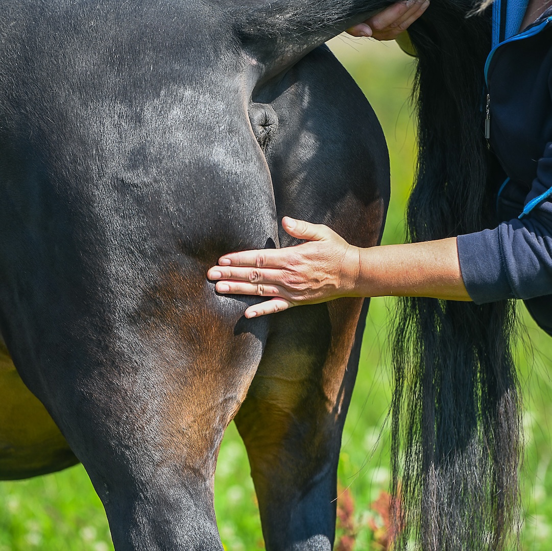 mastery horse gait analysis, equinestudies, zefanja vermeulen, beweging paard, palperen