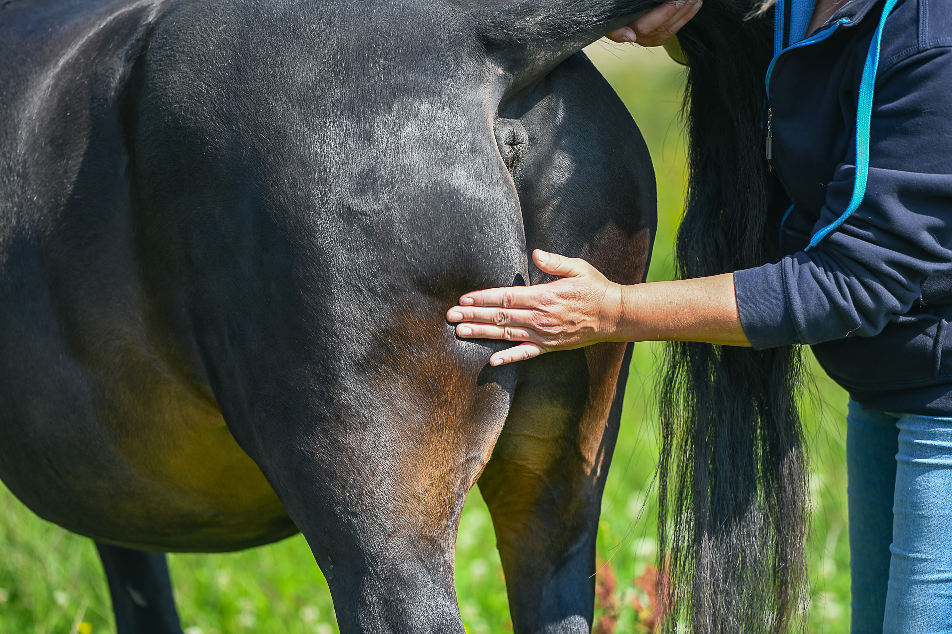 mastery horse gait analysis, equinestudies, zefanja vermeulen, beweging paard, palperen