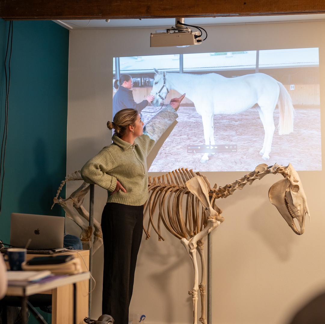 mastery horse gait analysis, equinestudies, zefanja vermeulen, beweging paard, paardenbot, fase 3