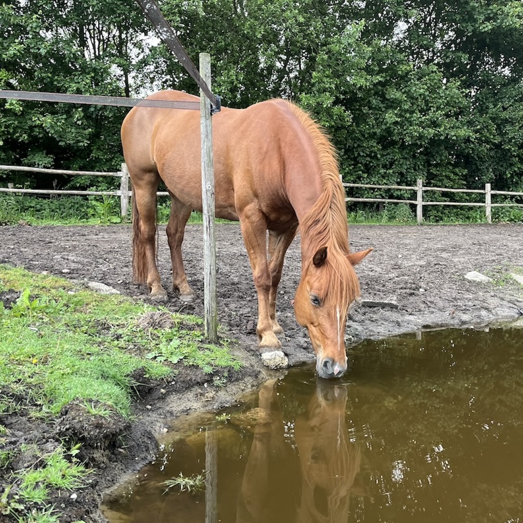 Passive physio, tamara dorresteijn, autobanden, paddock paradise, paardenlichaam, paardencursus, browsen, paardeneten