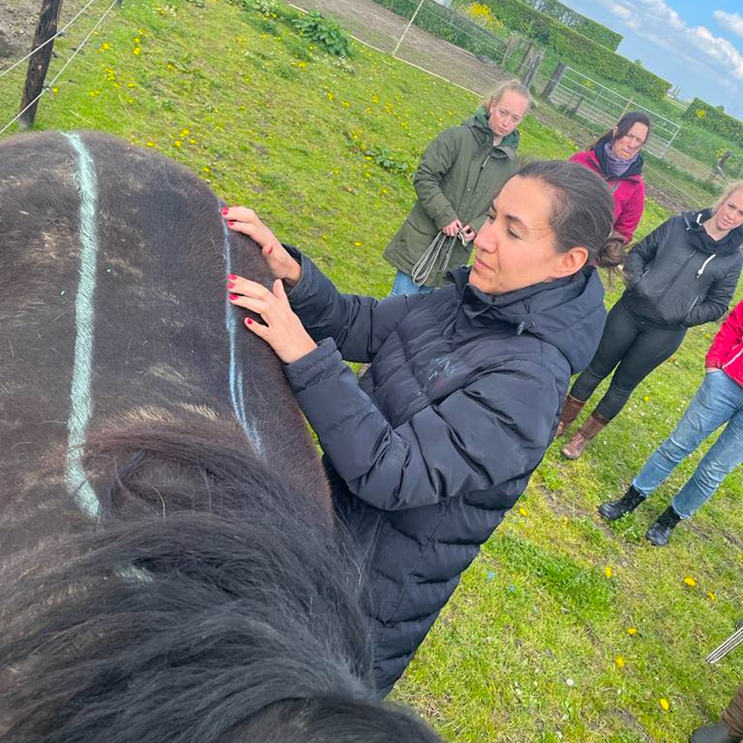 support dagen, mastery horse gait analysis, zefanja vermeulen, paarden, anatomie, biomechanica