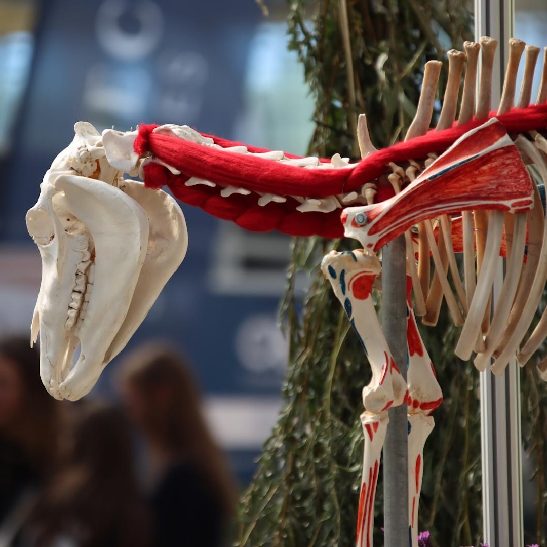 equinestudies, zefanja vermeulen, the horse inside out, mastery horse gait analysis, opleiding, paarden