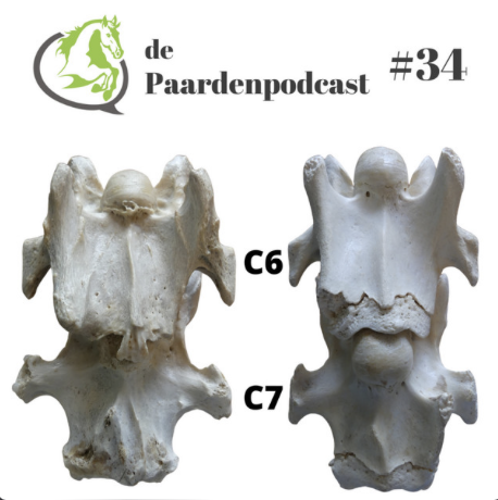 podcast, paardenpodcast, ondernemen, paarden, Zefanja vermeulen, Rianne dekker, ECVM