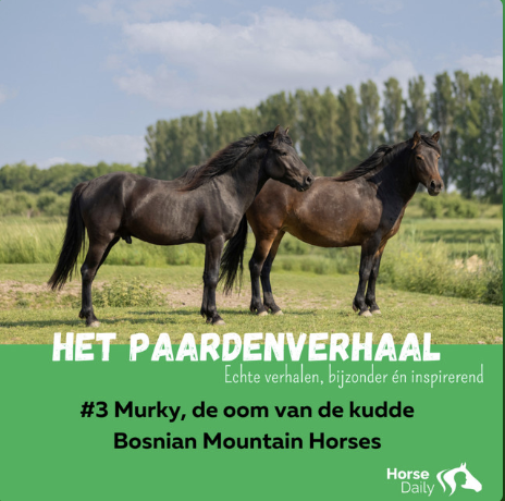 podcast, paardenverhaal, paarden, Zefanja vermeulen, Bosnian mountain horse