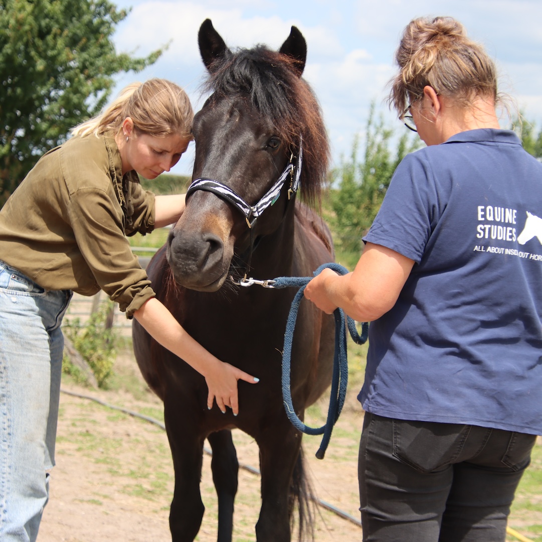 mastery horse gait analysis, equinestudies, zefanja vermeulen, beweging paard, palperen