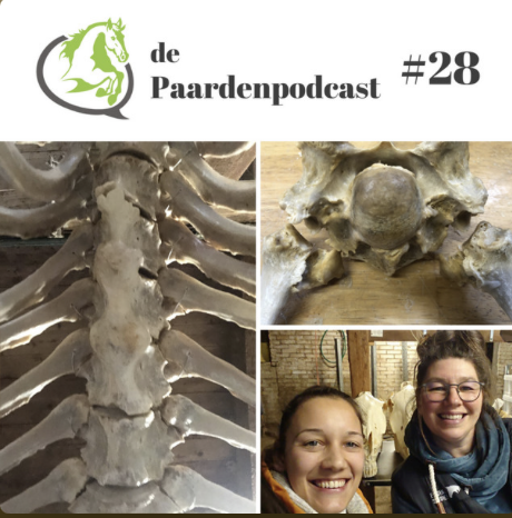 podcast, paardenpodcast, ondernemen, paarden, Zefanja vermeulen, Rianne dekker, artrose