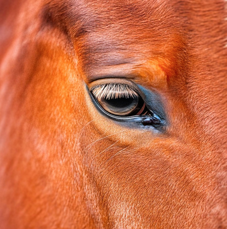 caspian horse, Kaspische paard, onderzoek, primitieve paarden