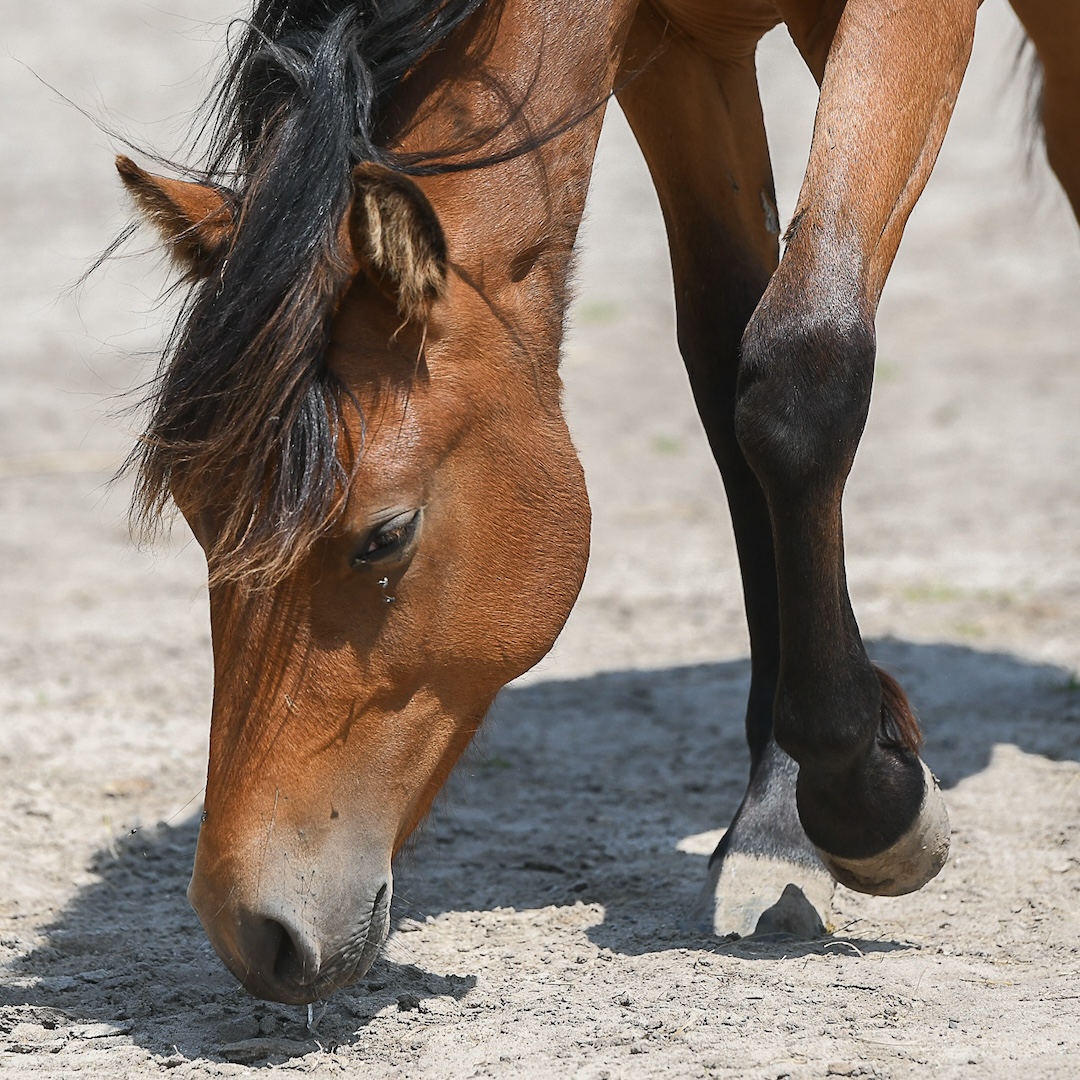 Bosnian mountain horse, paardenras, zefanja vermeulen, equinestudies,
