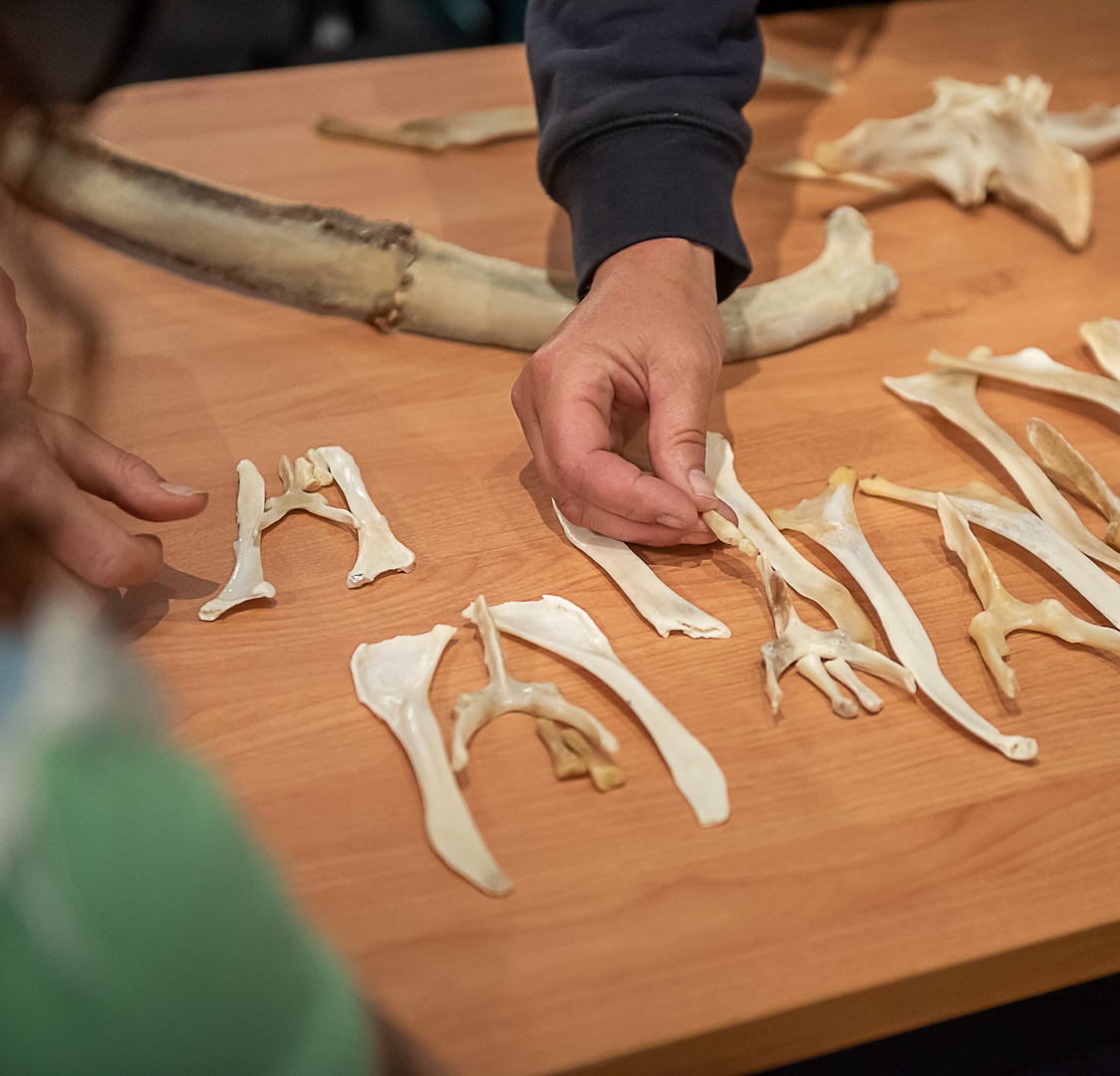 mastery horse gait analysis, equinestudies, zefanja vermeulen, beweging paard, palperen