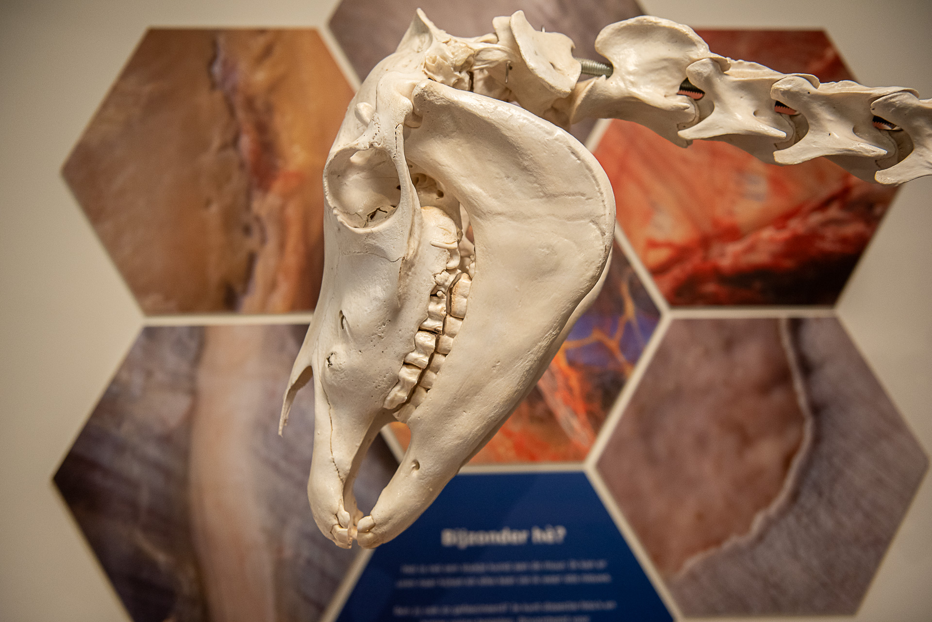 equinestudies, zefanja vermeulen, the horse inside out, mastery horse gait analysis, opleiding, paarden