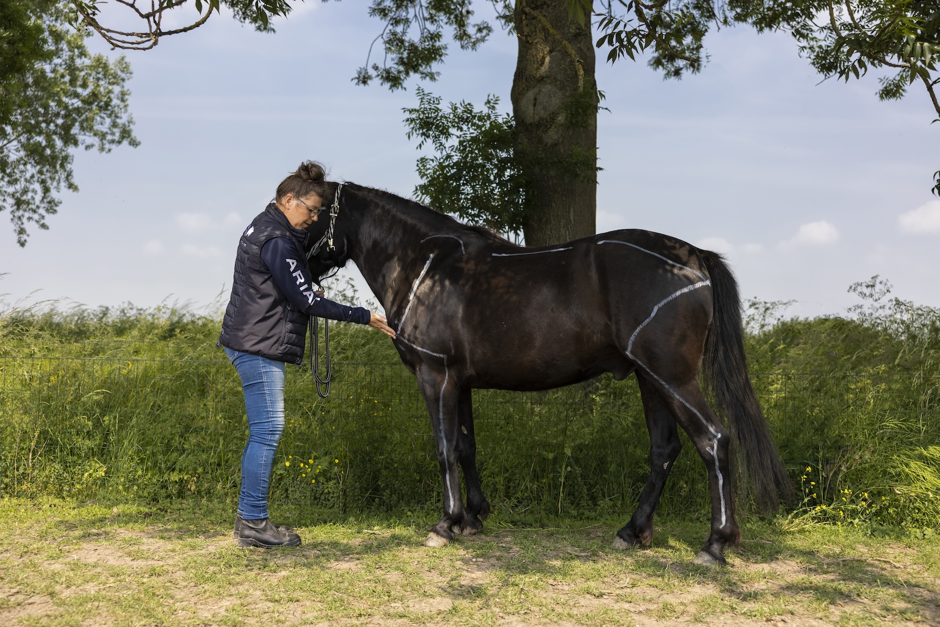 mastery horse gait analysis, equinestudies, zefanja vermeulen, beweging paard, palperen